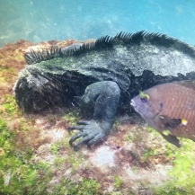 Underwater Iguana on the Galapagos Islands