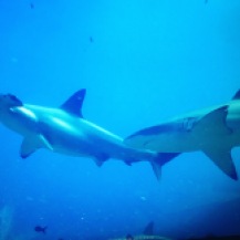 Two of my underwater friends, the hammerhead & Galapagos Shark